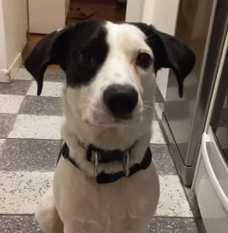Foto real de Oreo